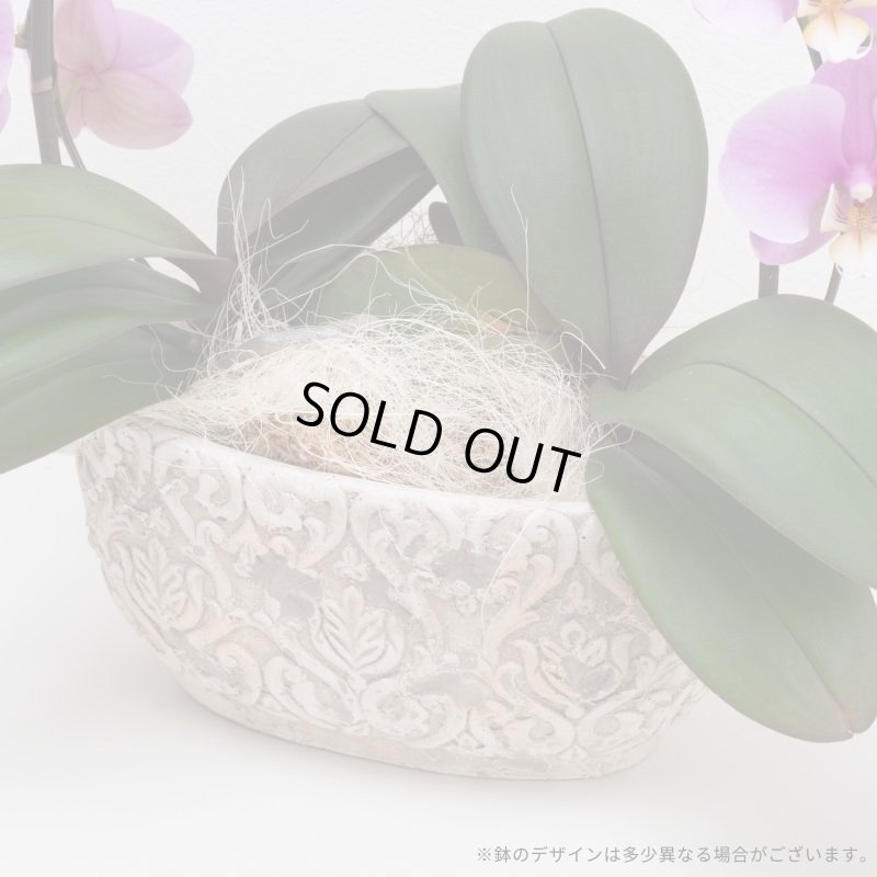 画像8: ミディ胡蝶蘭2本立ち【アーチ】