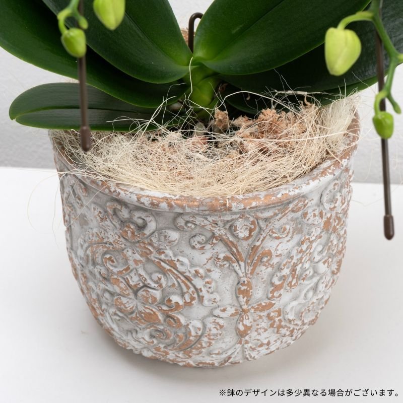 画像9: ミディ胡蝶蘭3本立ち