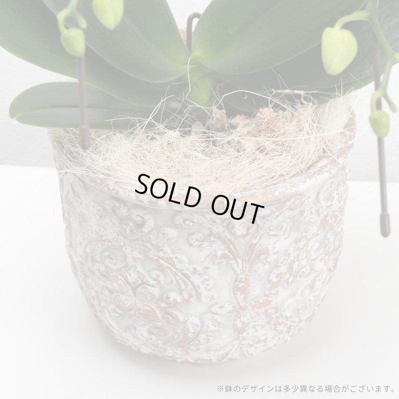 画像9: ミディ胡蝶蘭2本立ち