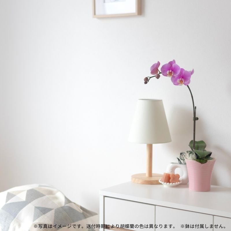 画像4: サブスク1年コース／ミディ胡蝶蘭