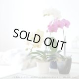 サブスク半年コース／ミディ胡蝶蘭