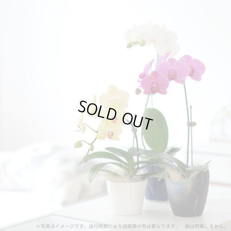 画像1: サブスク半年コース／ミディ胡蝶蘭