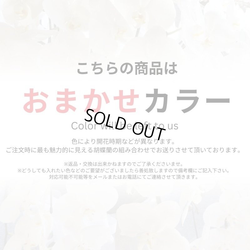 画像9: サブスク半年コース／ミディ胡蝶蘭