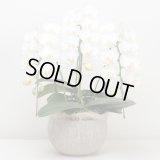 ミディ胡蝶蘭3本立ち