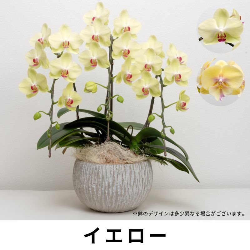 画像3: ミディ胡蝶蘭3本立ち