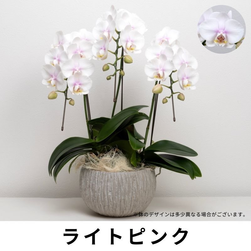 画像4: ミディ胡蝶蘭3本立ち