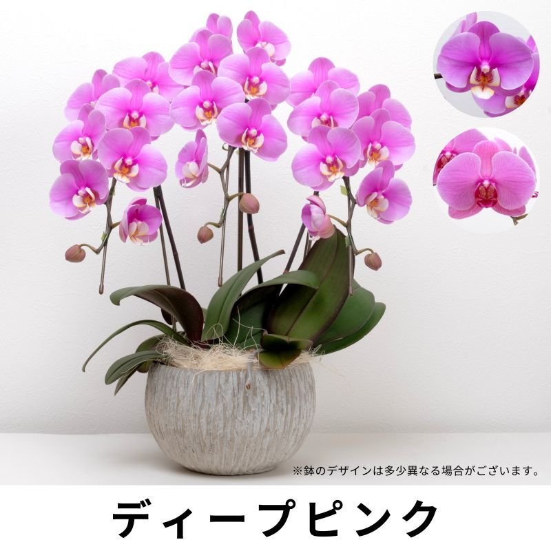 画像5: ミディ胡蝶蘭3本立ち