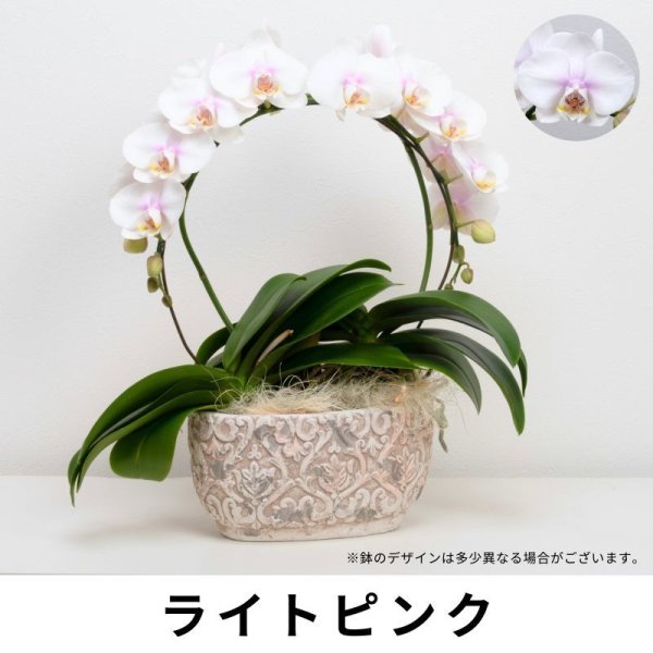 画像4: ミディ胡蝶蘭2本立ち【アーチ】 (4)