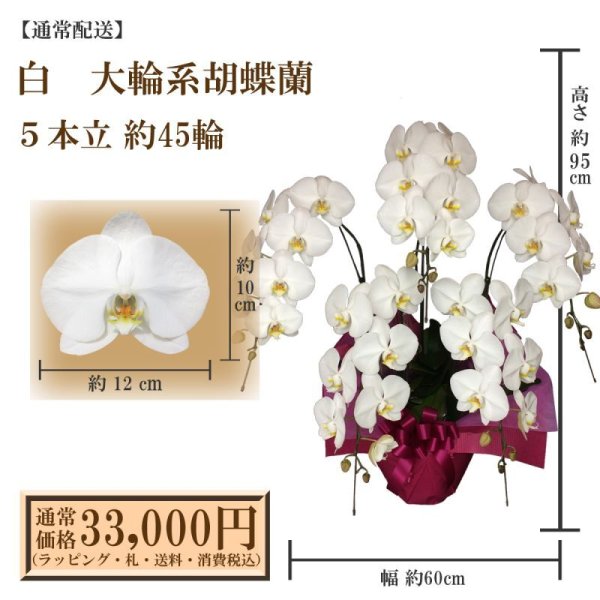 画像1: 【通常納品】胡蝶蘭　白　5本立　45輪以上 (1)