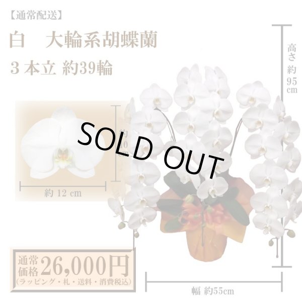 画像1: 【通常納品】胡蝶蘭　白　3本立　39輪以上 (1)