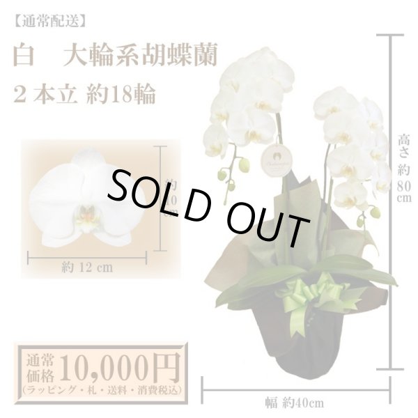 画像1: 【通常納品】胡蝶蘭　白　2本立　18輪以上 (1)