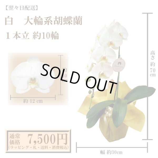 画像1: 【翌々日配送】胡蝶蘭　白　1本立　10輪以上 (1)