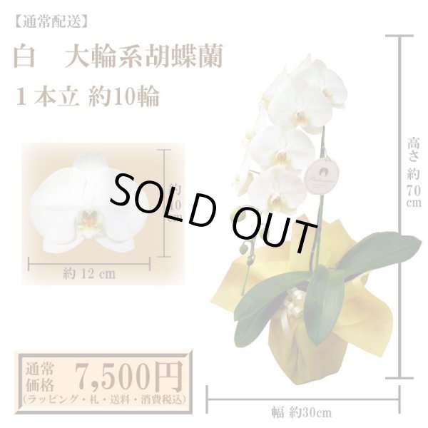 画像1: 【通常納品】胡蝶蘭　白　1本立　10輪以上 (1)