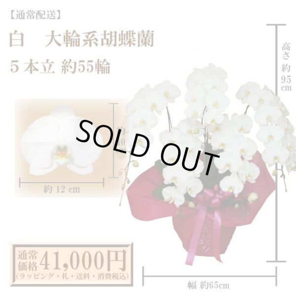 画像1: 【通常納品】胡蝶蘭　白　5本立　55輪以上 (1)