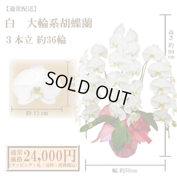 画像1: 【通常納品】胡蝶蘭　白　3本立　36輪以上 (1)