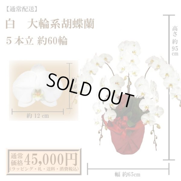 画像1: 【通常納品】胡蝶蘭　白　5本立　60輪以上 (1)