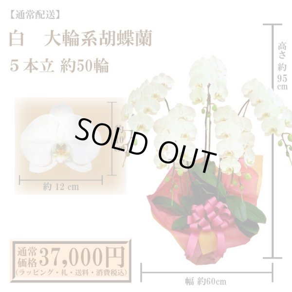 画像1: 【通常納品】胡蝶蘭　白　5本立　50輪以上 (1)