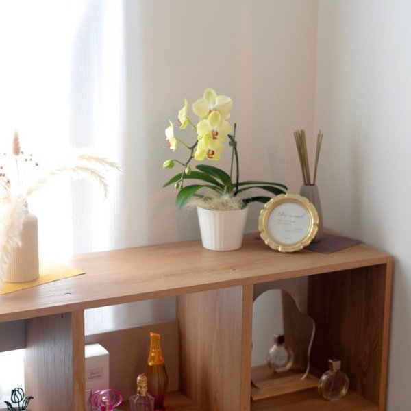 画像12: ミディ胡蝶蘭2本立ち (12)